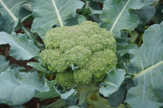 cauliflower in the garden