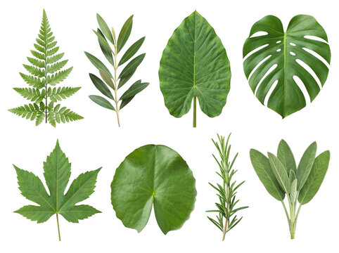 Collection of various green tropical and garden leaves arranged on transparent background Cutout PNG