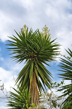 Blooming Yucca Elephantipes Izote Palm with Spiky Green Leaves Against Cloudy Sky