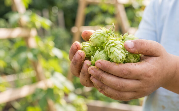 Child holding freshly harvested green hop cones in hands for brewing and agriculture concept