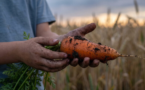 Child holding freshly harvested dirty carrot in hands with farmland background representing organic agriculture and farming