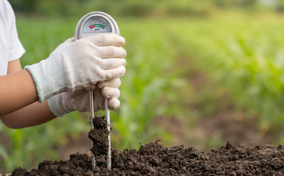 A close-up of a farmer testing soil pH levels in a corn field with a digital meter for precision agriculture and crop health management