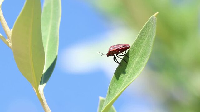 Red stink bug resting on a green leaf