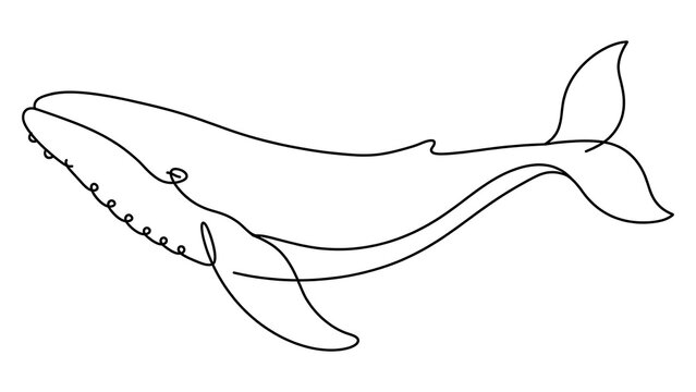 Whale white background marine animal.