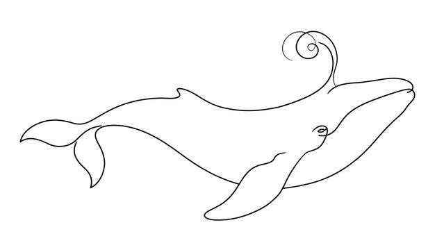 Whale line art white background.