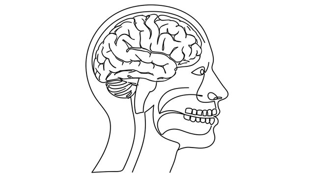 Human brain anatomy white background.