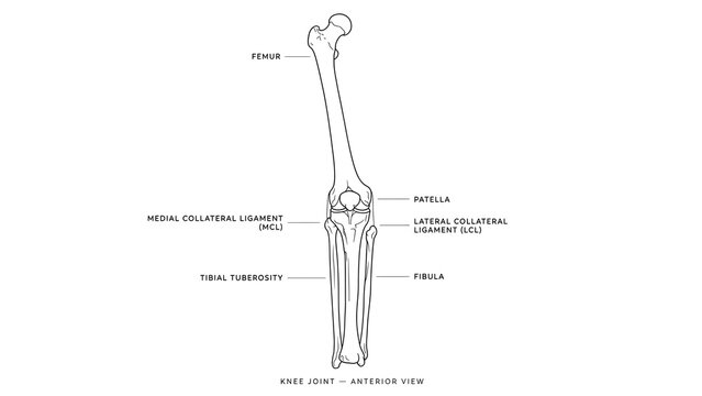 Human Femur Bone Anatomy white background.