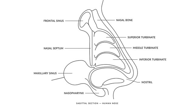 Human Brain Anatomy white background.