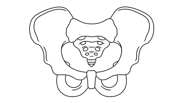 Pelvic bone anatomy white background.