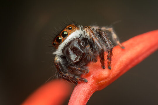 Jumping spider perched red flower glossy eyes detailed hairy body showing natural predatory behavior intricate arachnid anatomy