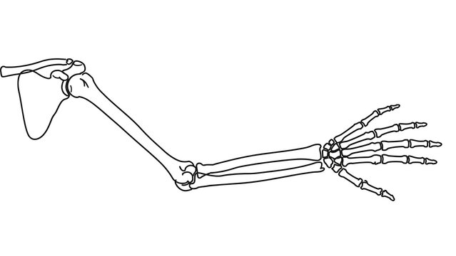Human arm bones white background.