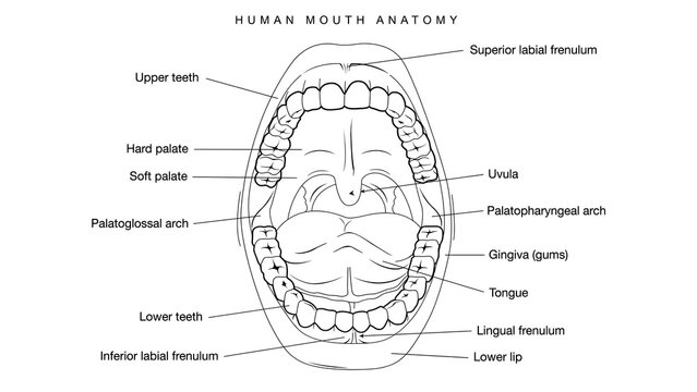 Human mouth anatomy white background.