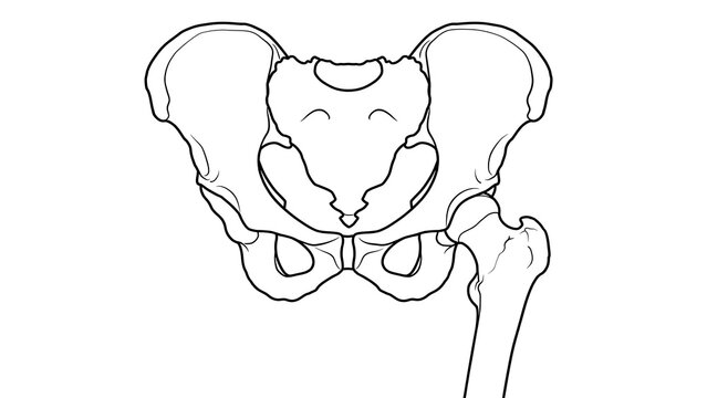 Human Pelvis Bone Anatomy white background.
