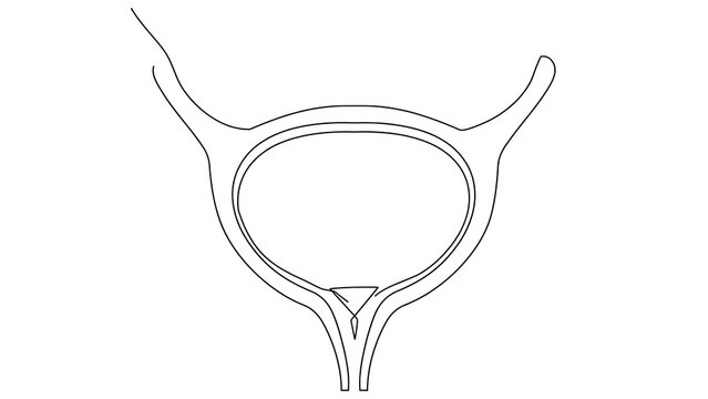 Pelvic Bone Anatomy white background.
