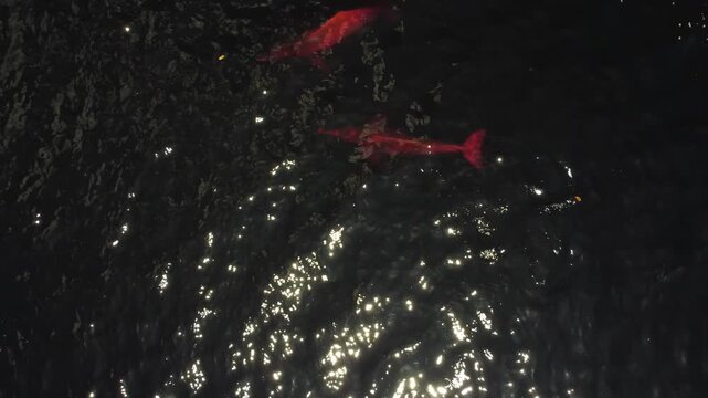 Aerial View of Pink River Dolphins (Inia geoffrensis) in the Dark Waters of the Rio Negro, Amazon Rainforest, Brazil