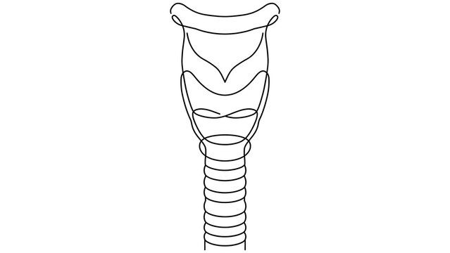 Human trachea anatomy white background.