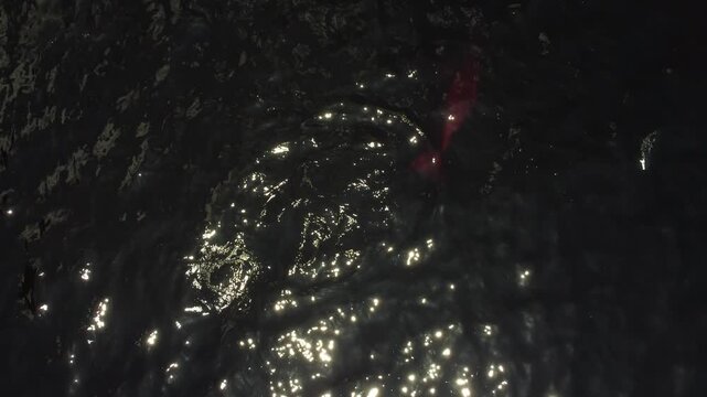 Aerial Wildlife View of Boto Cor-de-Rosa Dolphins in the Brazilian Amazon