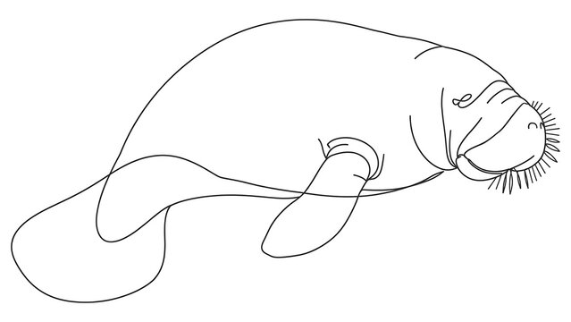 Manatee swimming on white background.