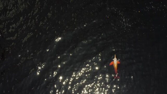 Amazon River Dolphins Seen from Above in the Blackwaters of the Rio Negro