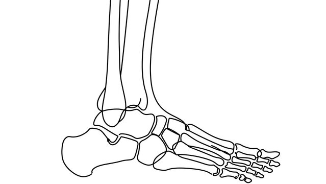 Human Foot Bones Anatomy white background.