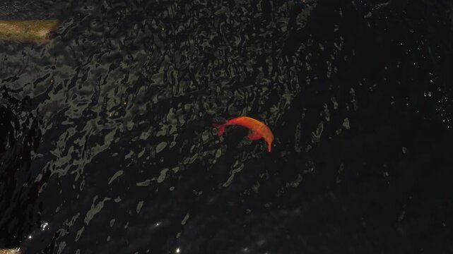 Aerial View of Pink River Dolphins (Inia geoffrensis) in the Dark Waters of the Rio Negro, Amazon Rainforest, Brazil