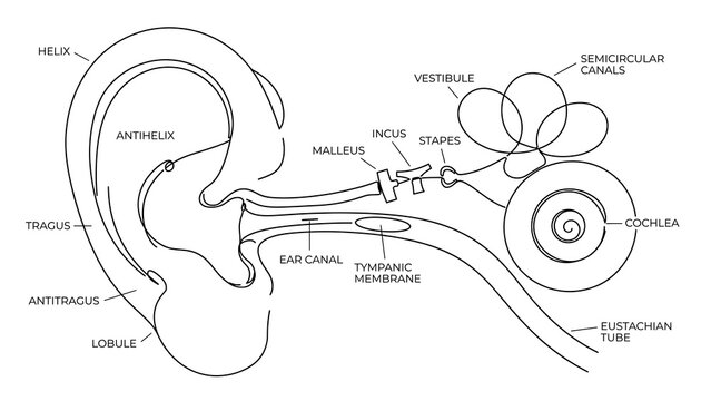 Human Ear Anatomy white background.