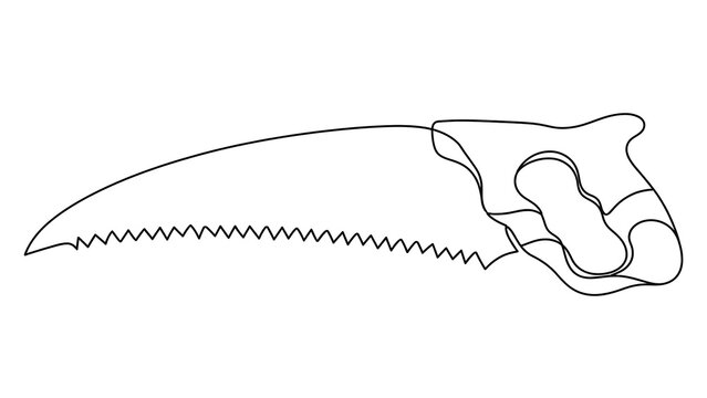 Sawfish white background.