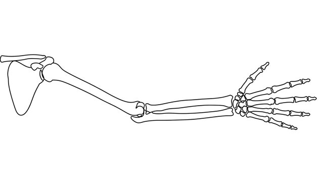 Human arm bones white background.