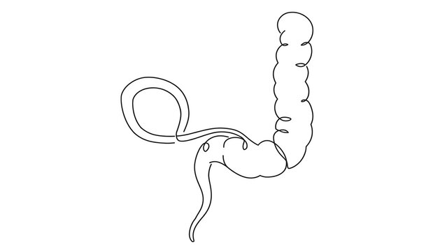 Human large intestine white background.