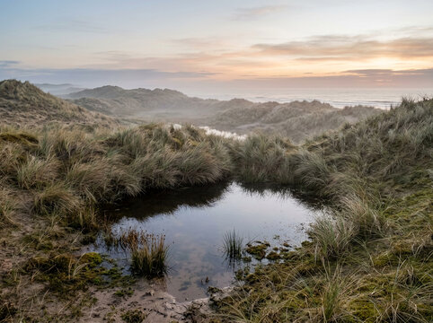 Dune slack wetland at dawn with wind shaped grasses and subtle mist