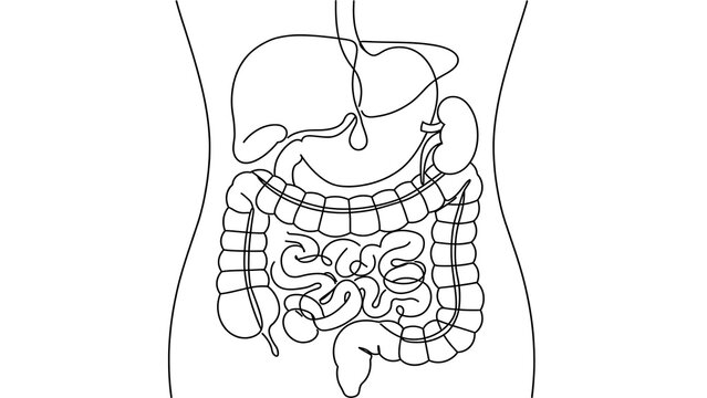 Human Digestive System Anatomy white background.