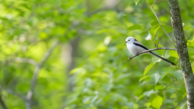 新緑の森に止まる初夏のシマエナガ