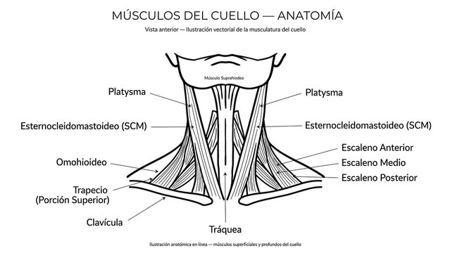 Neck Muscles Anatomy white background.