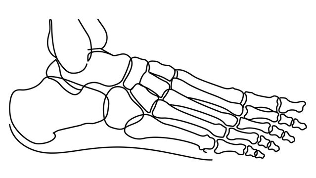Human Foot Bones Anatomy white background.