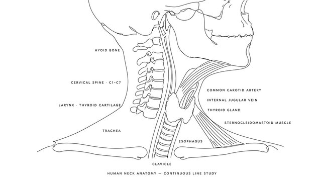 Human neck anatomy white background.