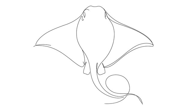 Stingray white background.