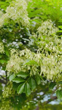 Close-up footage of lush green foliage and delicate blossoms on a tree branch in a natural setting. Ideal for nature, botany, environmental, seasonal, and peaceful background concepts, advertisements,
