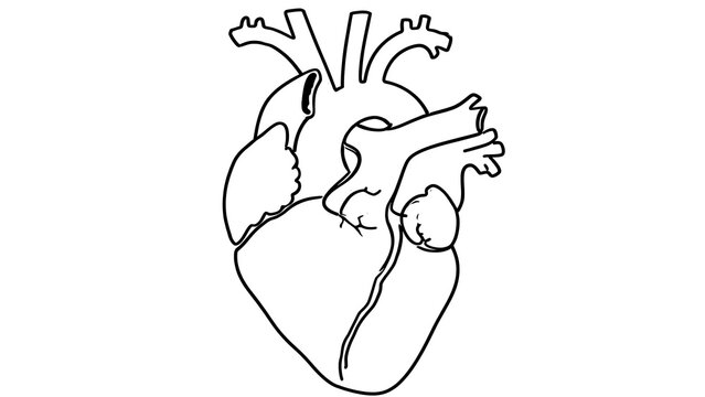 Human Heart Anatomy white background.