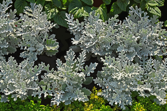 Dusty miller (Silver dust) and Sedum hybridum