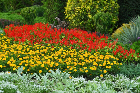 Tagetes, red Salvia coccinea and Stachys in flowerbed