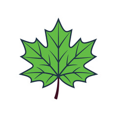 Fototapeta premium PrintGreen-Maple Leaf Vector Illustration Isolated on White Background