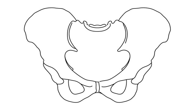 Human pelvis bone structure white background.
