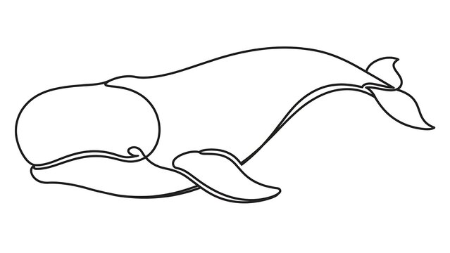 Whale Line Art white background.