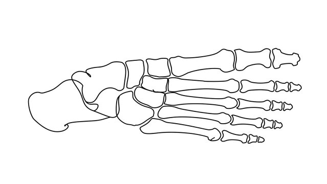 Human Foot Bones Anatomy white background.