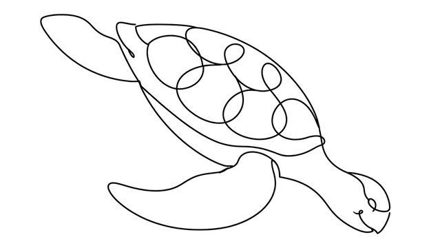 Turtle swimming white background.