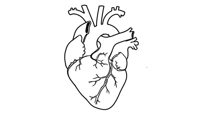 Human Heart Anatomy white background.