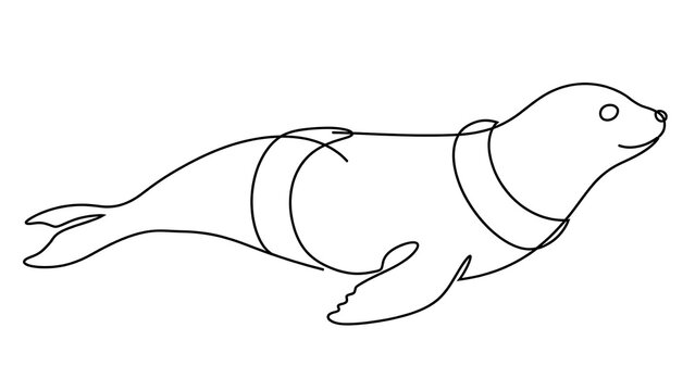 Seal swimming white background.