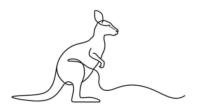 Kangaroo standing alone white background.
