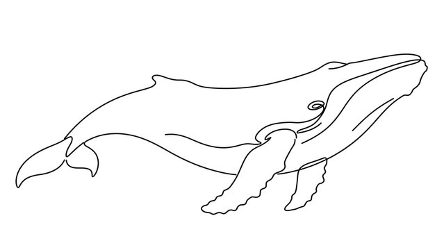 Whale white background marine animal.