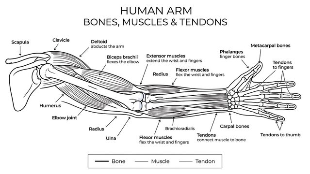 Human arm bones muscles tendons white background.